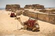 The Great pyramid with camel