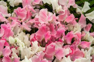 Wall Mural - sweet pea Banty and Lucy Hawthorne (Lathyrus oderatus)