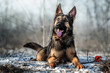 german shepherd dog puppy winter walk beautiful portrait