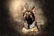german shepherd dog puppy beautiful portrait in a magical forest ray of light