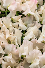 Sticker - sweet pea Kiera Madeline  (Lathyrus oderatus)