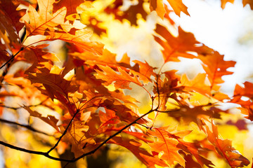 Wall Mural - beautiful red oak leaves background. autumn foliage colorful orange brown leaves, sunny day forest s