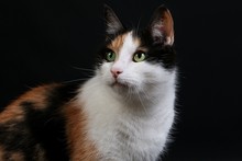 Beautiful Tricolored Cat Head Portrait In The Dark Studio