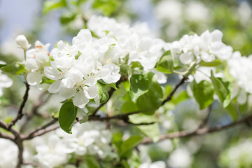 Wall Mural - Apple tree flowers blossom macro view. Blossoming white pink petals fruit tree branch, tender blurred bokeh background. Shallow depth of field.