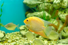 Tropical Aquarium Fish Gold Severum Cichlid On A Water Plants Background