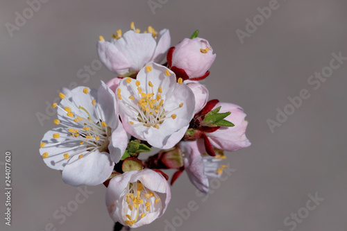 spring flowers  apricot on branches of a apricot tree