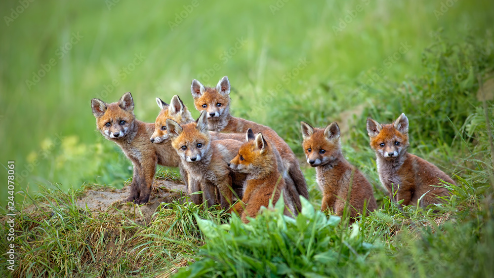 Red fox, vulpes vulpes, cubs sitting by the den. Group of animal babies looking around. Wildlife scenery with multiple small wild predators. - obrazy, fototapety, plakaty 