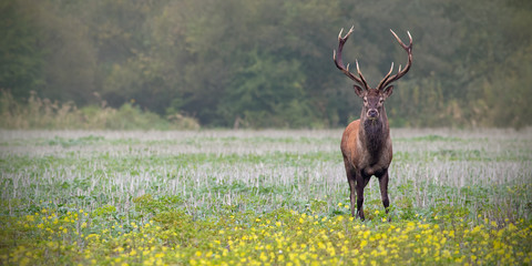 red deer, cervus elaphus, stag on a field with wildflowers. panoramatic composition with space for c
