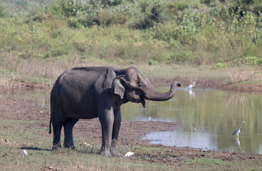 Wall Mural - Elephant and herons in national park of Sri Lanka