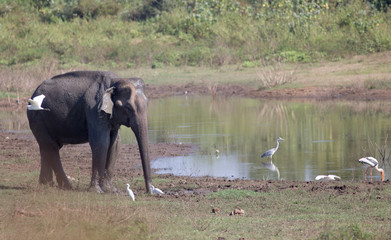 Wall Mural - Elephant and herons in national park of Sri Lanka