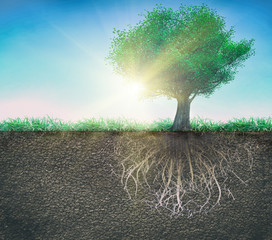 Wall Mural - a tree and soil with roots and grass isolated