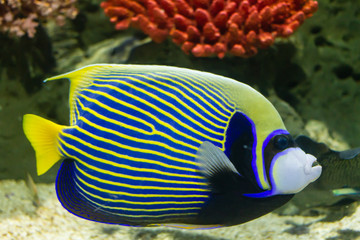 Wall Mural - Emperor Angelfish (Pomacanthus imperator)  also called the Imperator Angelfish