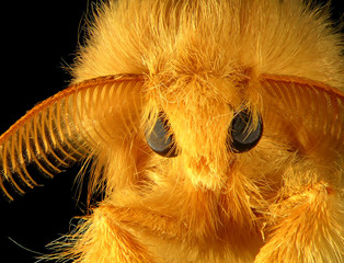 moth, euproctis sp. (lepidoptera: lymantriidae), tussock moth, isolated on a black background
