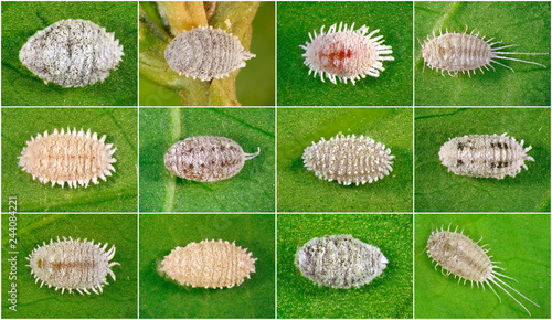 Mealybugs, Scale Insects (Hemiptera: Pseudococcidae) are one of major ...