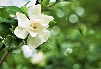 Pretty gardenia flower (Gardenia jasminoides) blooming in the green garden background , Spring in GA USA.