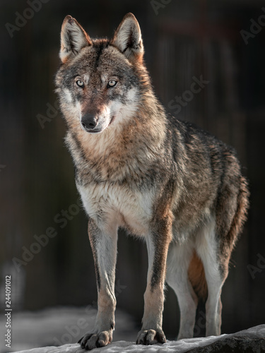 Dekoracja na wymiar  wilk-eurazjatycki