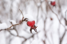 Winter Landscape And Snow On A Wild Rose Bush Close-up.