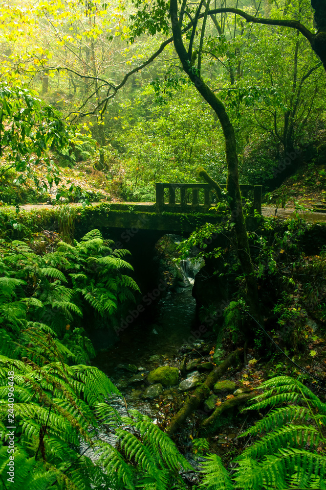 Einsame Brücke im Regenwald mit Bachlauf - obrazy, fototapety, plakaty 