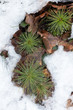 Młode iglaki z kroplami wody wśród śniegu i brązowych liści pion