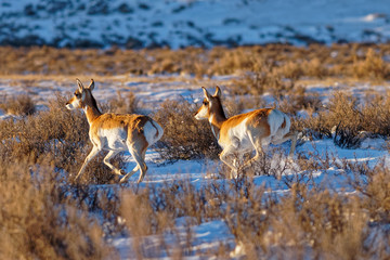 Wall Mural - Winter Pronghorns