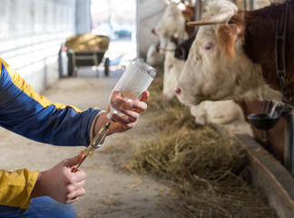 Canvas Print - Veterinarian with injection for cows