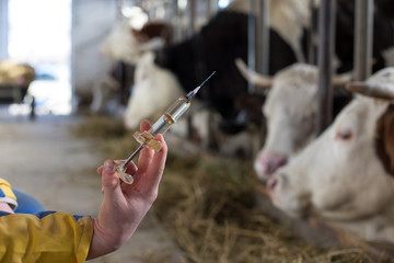 Canvas Print - Veterinarian with injection for cows