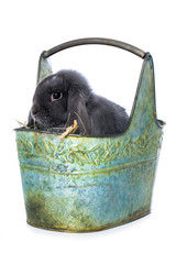 Wall Mural - Dwarf rabbit in a basket