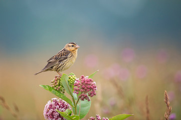 Canvas Print - Female Bobolink at Dawn