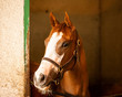 A chestnut filly in a stall with a unique, large blaze.