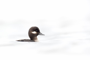 Wall Mural - Bufflehead Hen on White