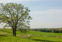 Green Fields Surround A Large Oak Tree On A Sunny Day.