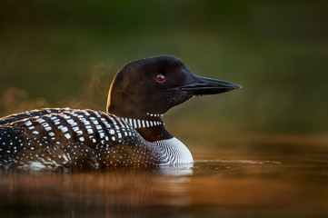 Wall Mural - Glowing Loon Portrait