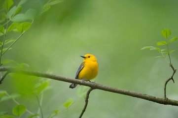 Wall Mural - Prothonotary Warbler in Spring