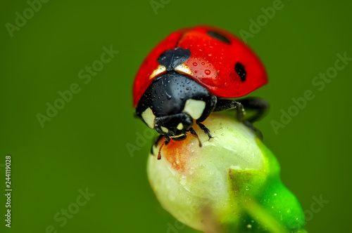 Beautiful ladybug on leaf defocused background Tableau sur Toile
