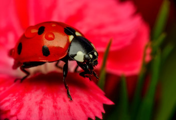 Beautiful ladybug on leaf defocused background