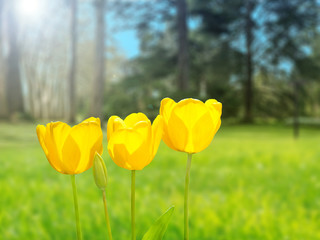 Wall Mural - Yellow tulips on the blurred garden background