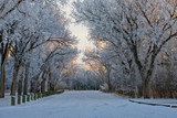 Fototapeta Natura - Winter Frost Saskatchewan