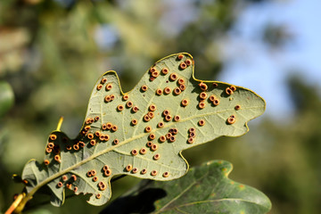 Galls of the Silk button gall wasp, Neuroterus numismalis, on underside of a sheet of pedunculate oak, Quercus robur, Bavaria, Germany, Europe