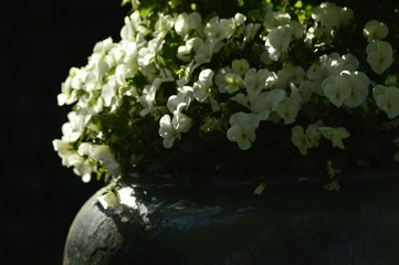 flowers in the park