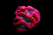 Blastomussa LPS colorful Coral - Blastomussa wellsi 