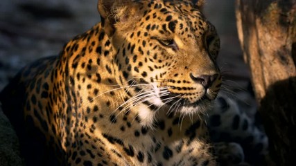 leopard portrait at sunset