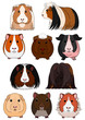 collection of guinea pig