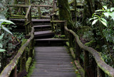 Fototapeta Las - A wooden pathway in a national park
