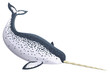 Vector illustration of a narwhal.