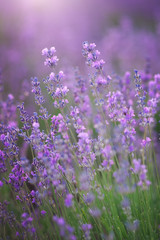  Lavender flowers closeup.