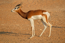 Endangered Dama Gazelle