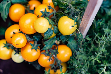 Lovely small yellow cherry tomato plant with ripe and tasty tomatoes on it.