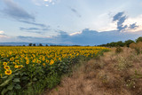 Fototapeta Na ścianę - Sunflower field with blue sky