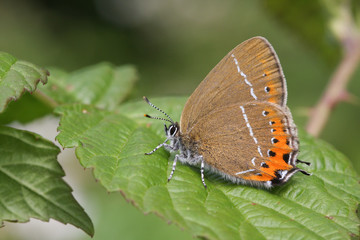 A beautiful rare Black Hairstreak Butterfly (Satyrium pruni) perched on a blackberry leaf in woodland.	