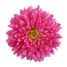 Pink Chrysanthemum Flower Isolated On White Background.